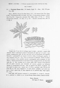Puccinia fusca image
